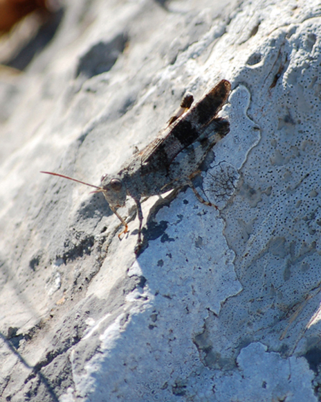 Scatto fatto a Campo Imperatore: Oedipoda sp.